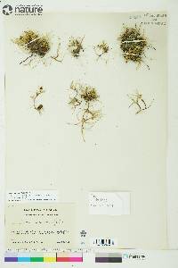 Carex maritima image