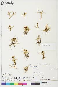 Carex maritima image