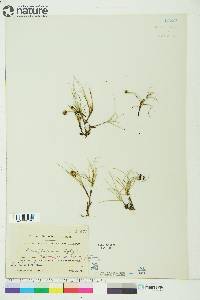 Carex maritima image