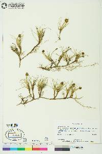 Carex maritima image