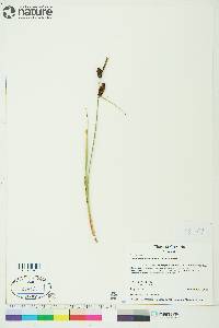 Carex membranacea image