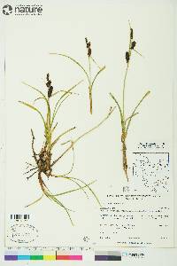 Carex membranacea image