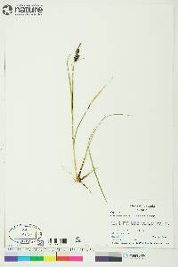 Carex membranacea image