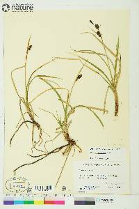 Carex membranacea image