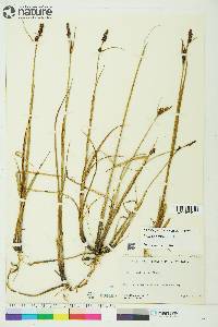 Carex membranacea image