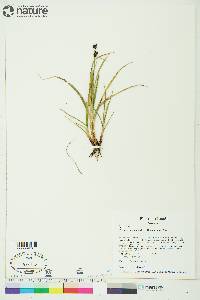 Carex membranacea image