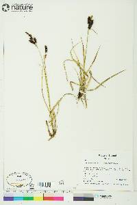 Carex membranacea image