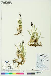 Carex microchaeta subsp. microchaeta image