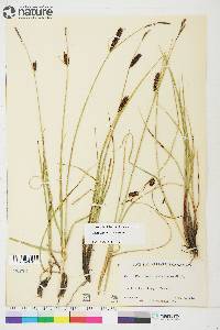 Carex membranacea image