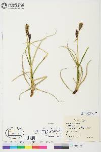 Carex membranacea image