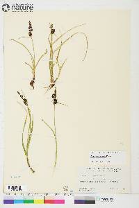 Carex membranacea image