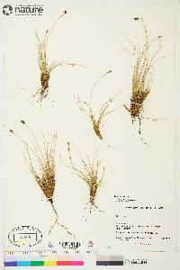 Carex nardina image