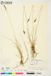 Carex parryana image