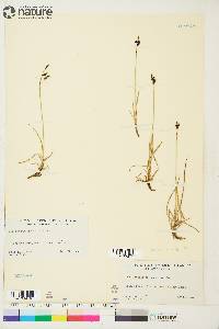 Carex rariflora image