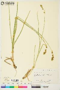 Carex praticola image