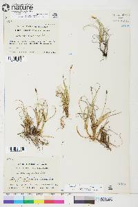 Carex rupestris image