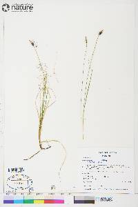 Carex rupestris image