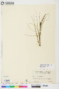 Carex rotundata image