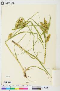 Carex retrorsa image