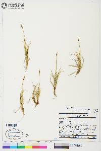 Carex rupestris image