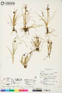 Carex saxatilis image