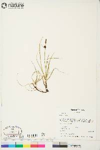 Carex saxatilis image