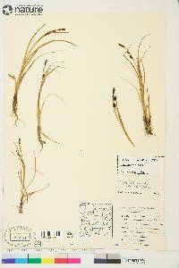 Carex saxatilis image