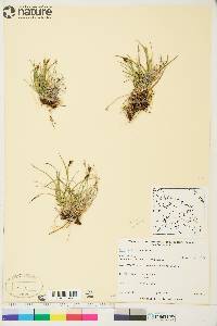 Carex scirpoidea image