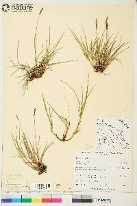 Carex scirpoidea image