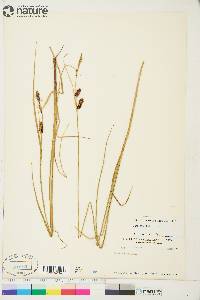 Carex saxatilis image