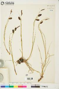 Carex saxatilis image