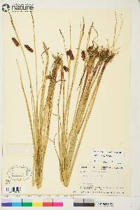 Carex saxatilis image