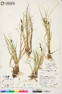 Carex saxatilis image