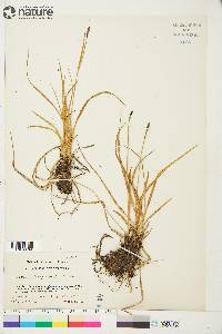 Carex scirpoidea image