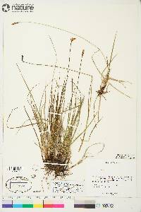 Carex scirpoidea subsp. scirpoidea image