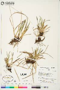 Carex scirpoidea image