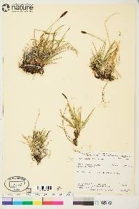 Carex scirpoidea image