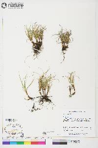 Carex rupestris image