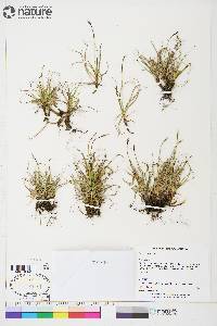 Carex rupestris image