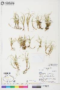 Carex rupestris image