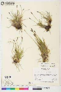 Carex scirpoidea image