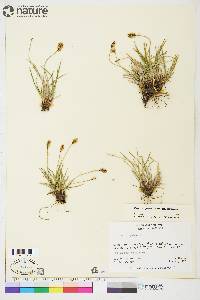 Carex scirpoidea image