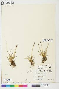 Carex scirpoidea image