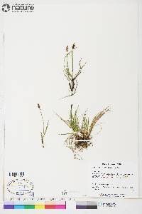 Carex scirpoidea subsp. scirpoidea image