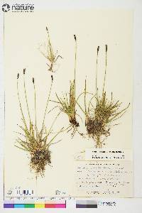 Carex scirpoidea image