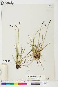 Carex scirpoidea image