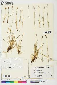 Carex scirpoidea image