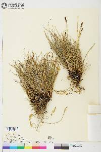 Carex scirpoidea image