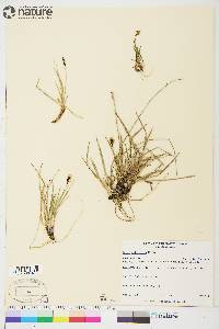 Carex scirpoidea image