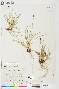 Carex scirpoidea image